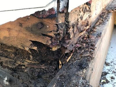 Professional water damage restoration services in Encinitas - CrestLine Crew